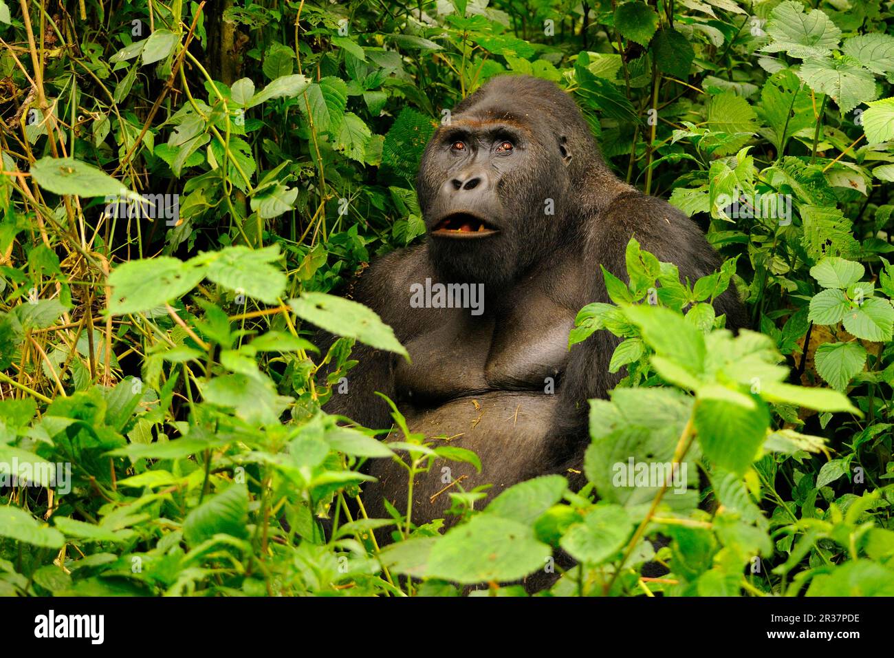 Gorilla di pianura orientale (Gorilla beringei graueri), gorilla di pianura orientale, gorilla di pianura orientale, scimmie, gorilla, scimmie, primati, mammiferi Foto Stock