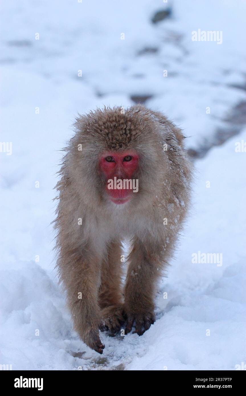 Macaco rosso-affrontato, macaco rosso-affrontato, macaco giapponese (macaca fuscata), scimmia della neve, scimmie della neve, macaco giapponese, macachi giapponesi, Macaco giapponese Foto Stock