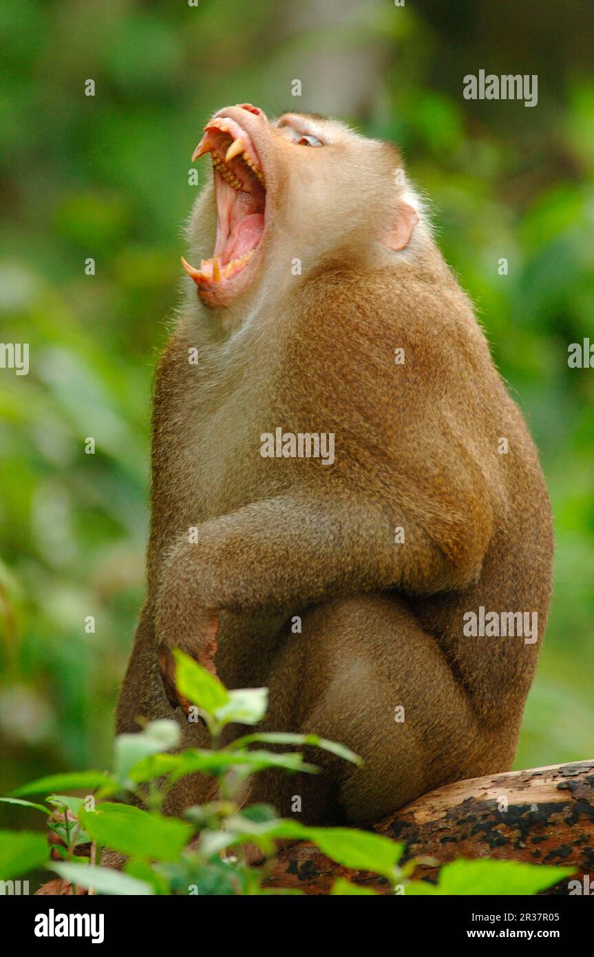 Macaque a coda di maiale settentrionale (Macaca leonina) maschio adulto, minaccioso rivale, nella foresta pluviale monsonica, Khao Yai N. P. Thailandia Foto Stock