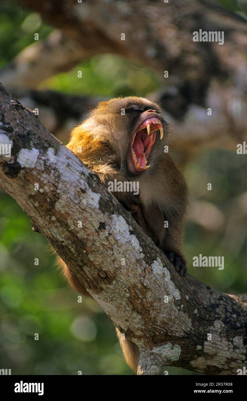 assamese assam macaque (Macaca assamensis) uomo adulto in albero, esposizione di minaccia, Mae Sai, Thailandia Foto Stock