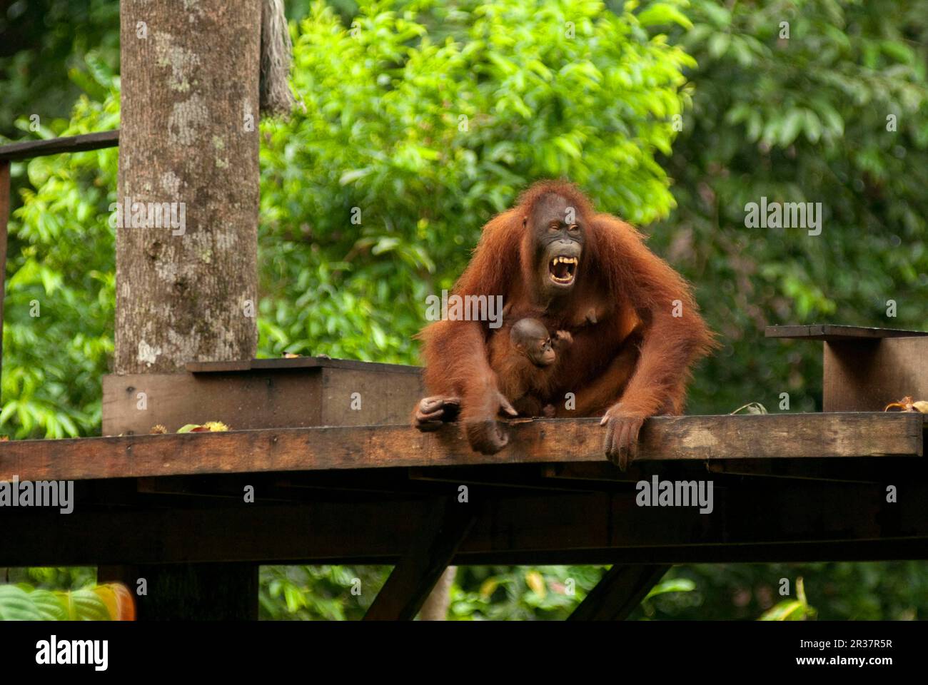 Orang-utan borneo adulto, femmina con bambino, su piattaforma di alimentazione, Sepilok Rehabilitation Centre, Sabah, Borneo (Pango pygmaeus), Malesia Foto Stock