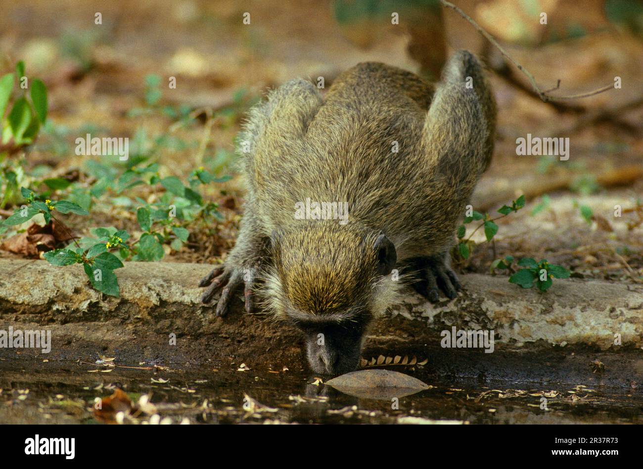 Scimmia vervet verde (Copithecus aethiops) bere, Gambia Foto Stock