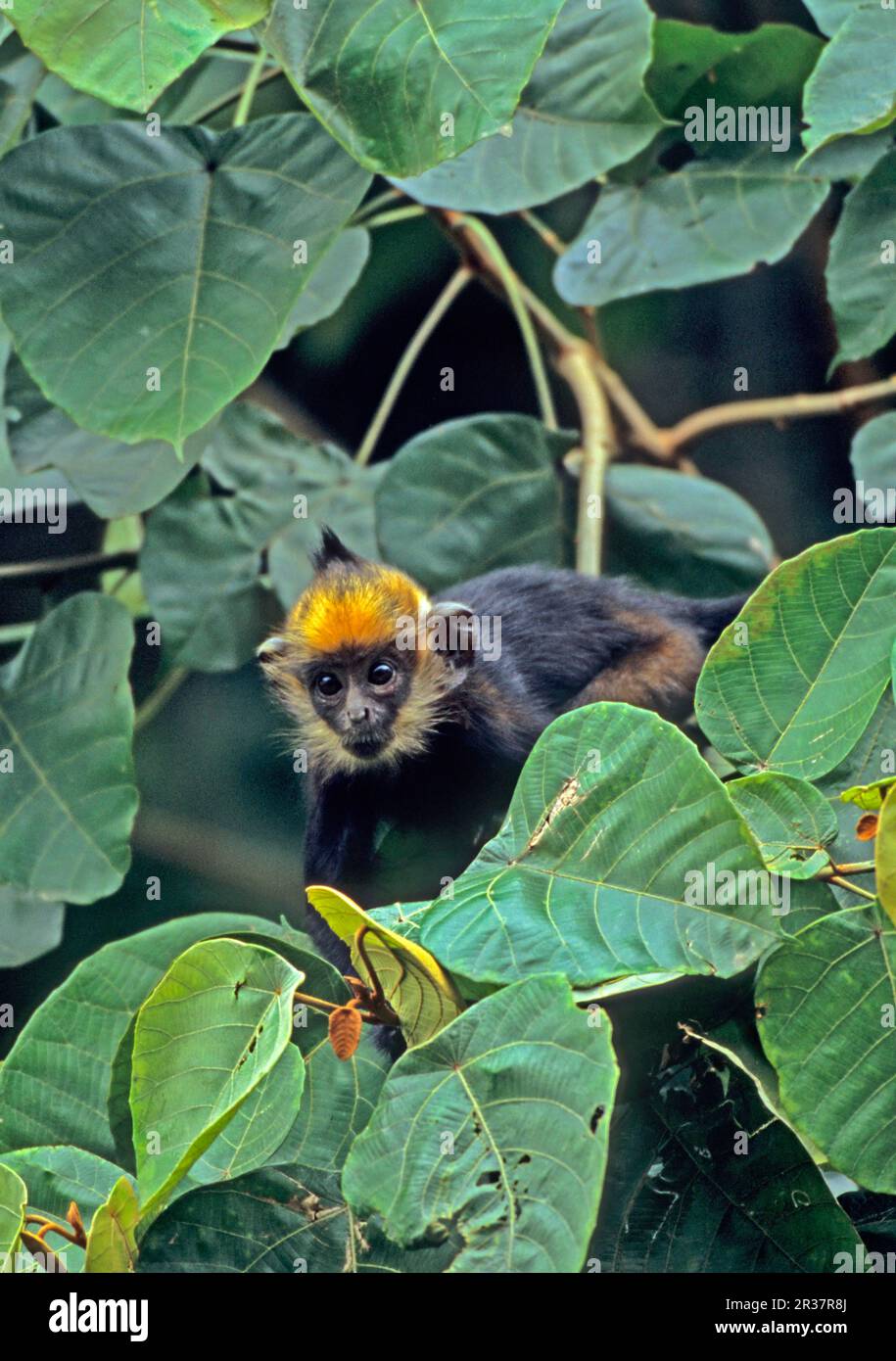 Langur nero di Delacour, pandalangur, langur nero di Delacour, pandalangur, scimmie, Langur, primati, mammiferi, animali, langur di Delacour Foto Stock