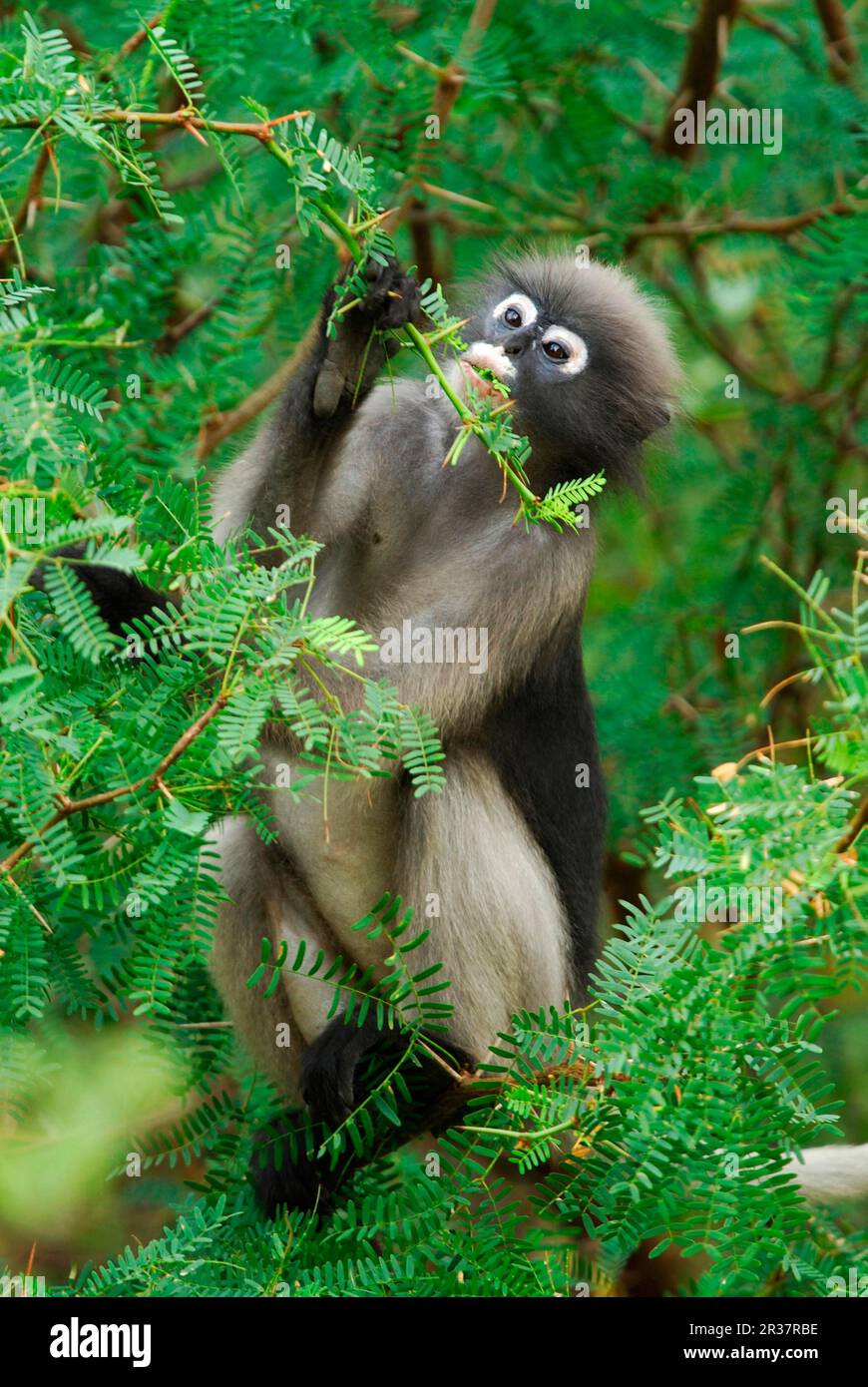 Dusky foglie scimmia (Trachypithecus obscurus) adulto, nutrirsi su foglie di acacia nella foresta pluviale, Khao Sam Roi Yot N. P. Thailandia Foto Stock