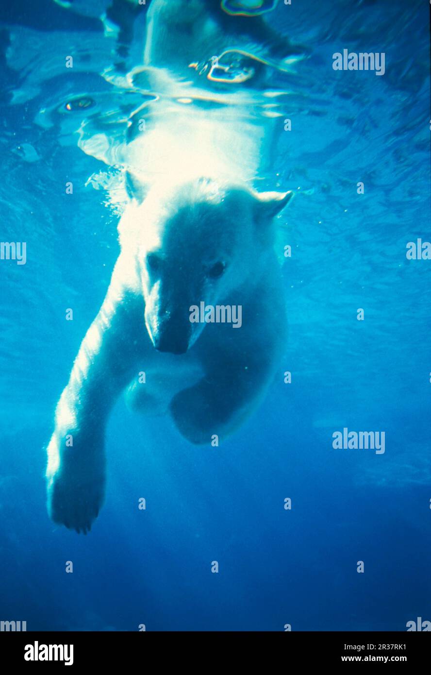 Orso polare, orsi polari (Ursus maritimus) orsi polari, predatori, mammiferi, animali, orso polare subacqueo (S) Foto Stock