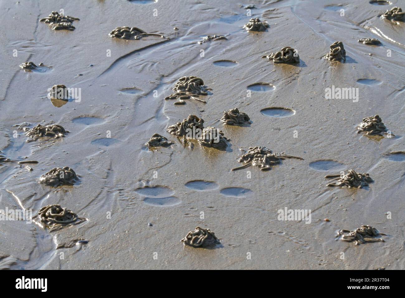 Lugworm (marina Arenicola), mucchio di lucci Foto Stock