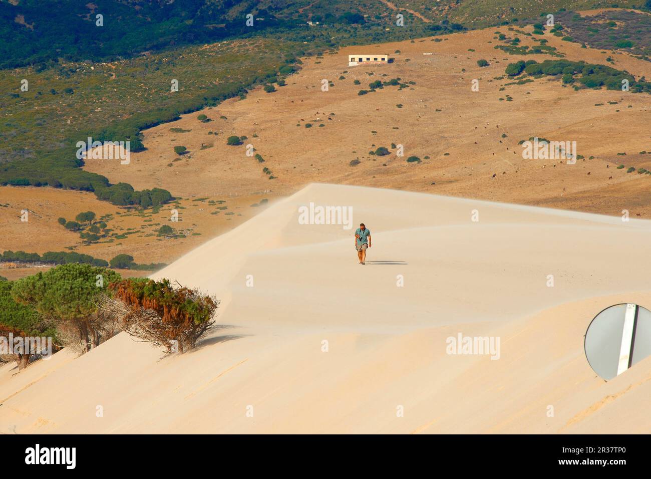 Dune di Punta Paloma, Tarifa, Spiaggia di Punta Paloma, Provincia di Cadice, Costa de la Luz, Andalusia, Spagna Foto Stock