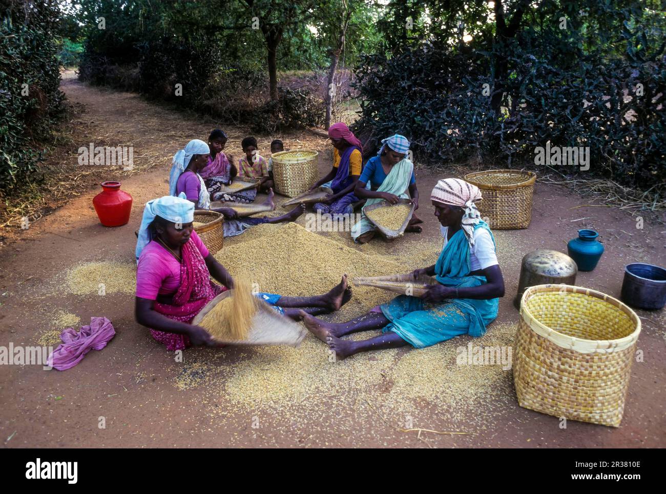 Un gruppo di donne che coltivano riso (Oryza sativa) Tamil Nadu, India meridionale, India, Asia Foto Stock