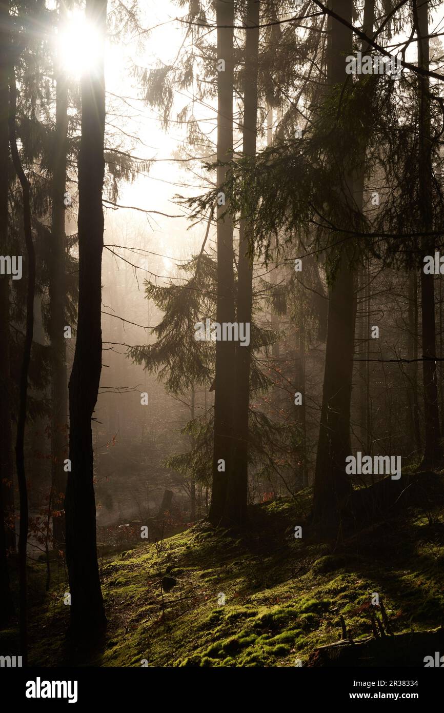 Nebbia nella luce del mattino creando un'atmosfera mistica e ombre in una foresta di abeti, pini e muschi. Foto Stock