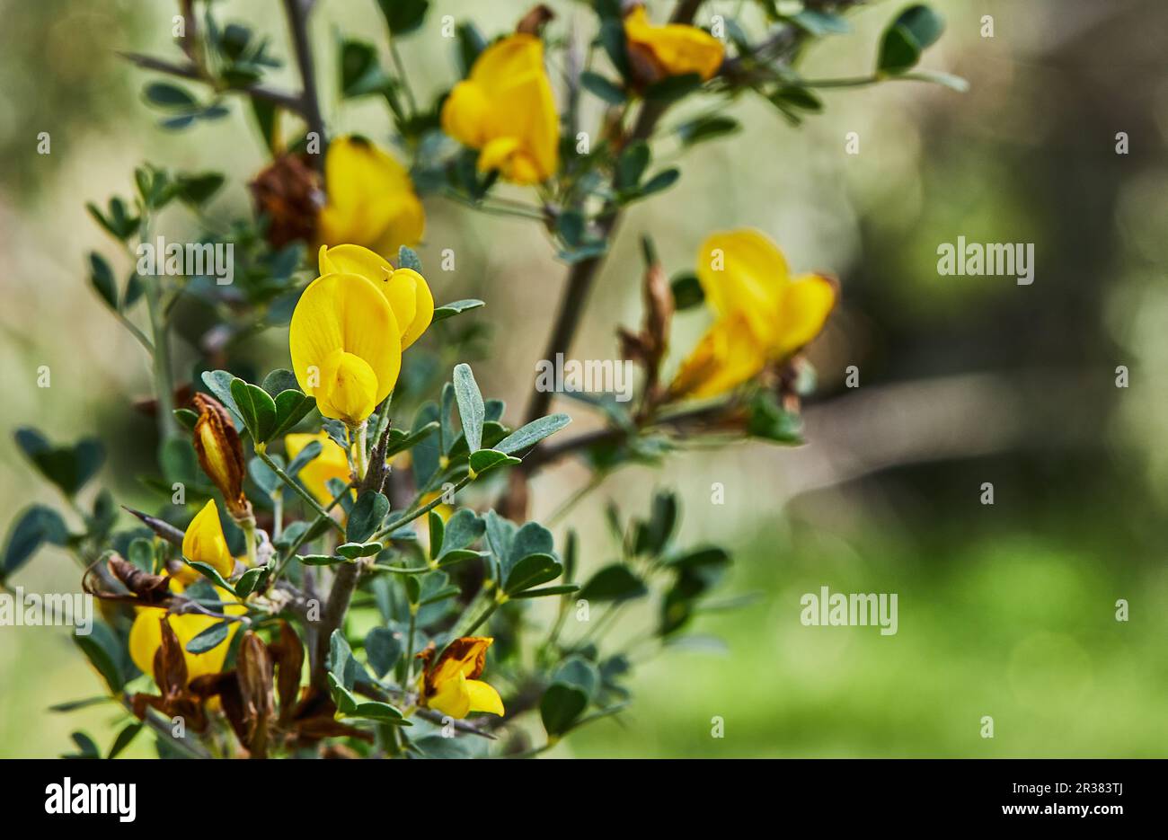 Fioritura fiori selvatici su sfondo di erba verde, primavera. Foto Stock