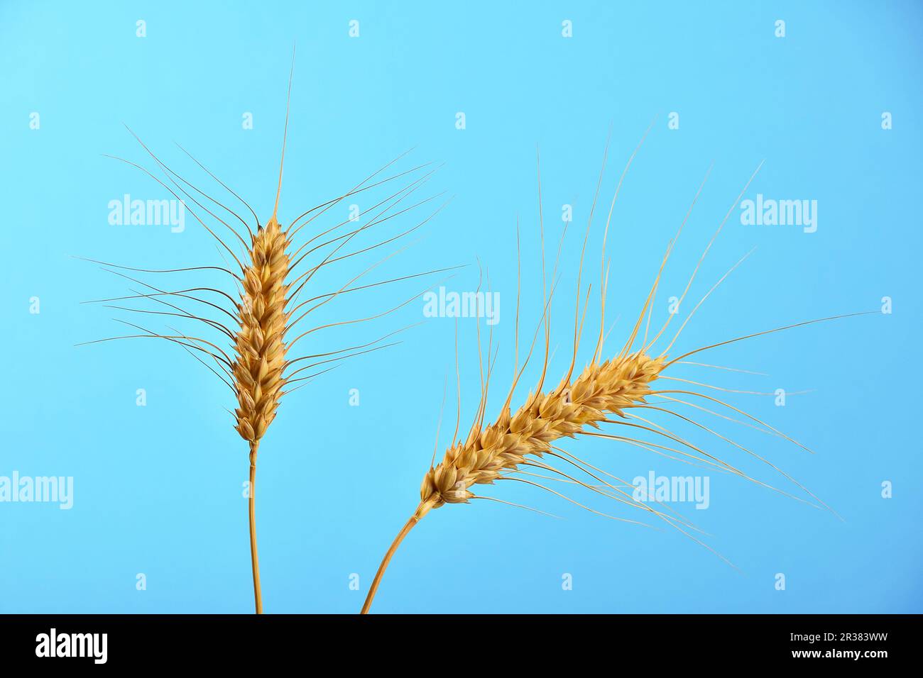 Due spighe mature di grano si stagliano sotto il cielo azzurro chiaro Foto Stock