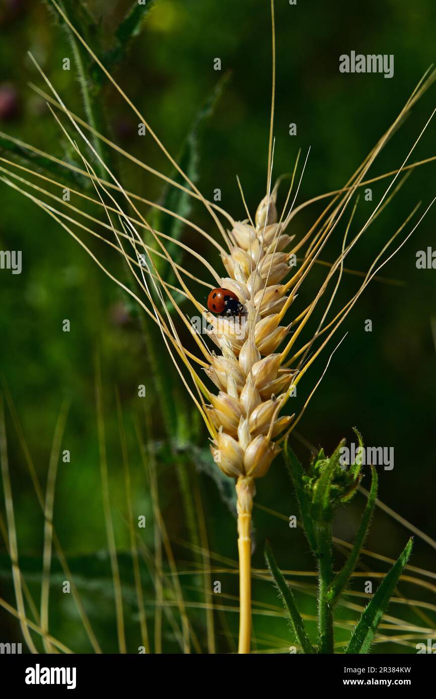 Ladybug su orecchio di grano maturo primo piano su sfondo verde Foto Stock