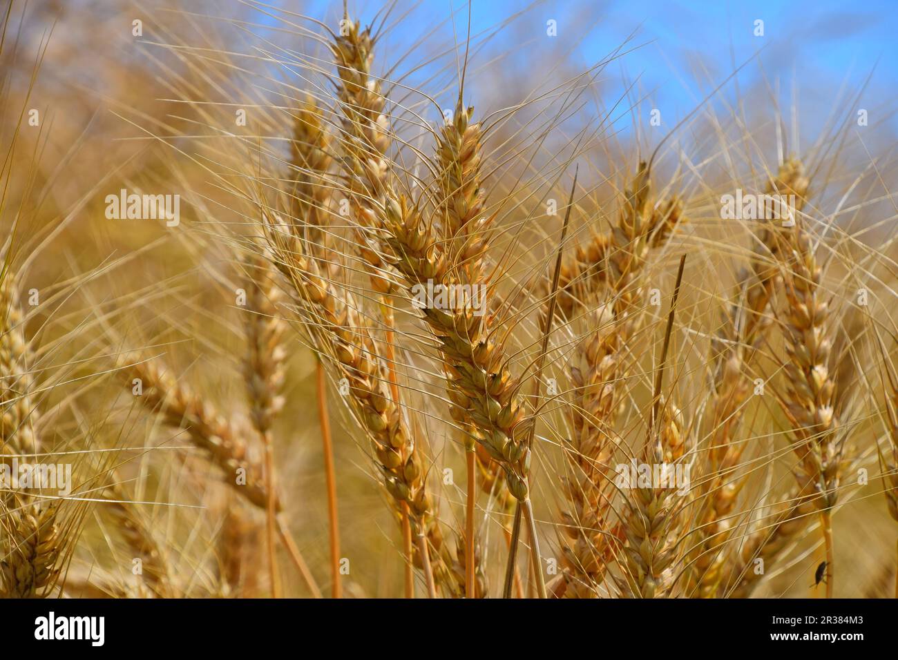 Campo di spighe mature di grano sotto il cielo blu Foto Stock