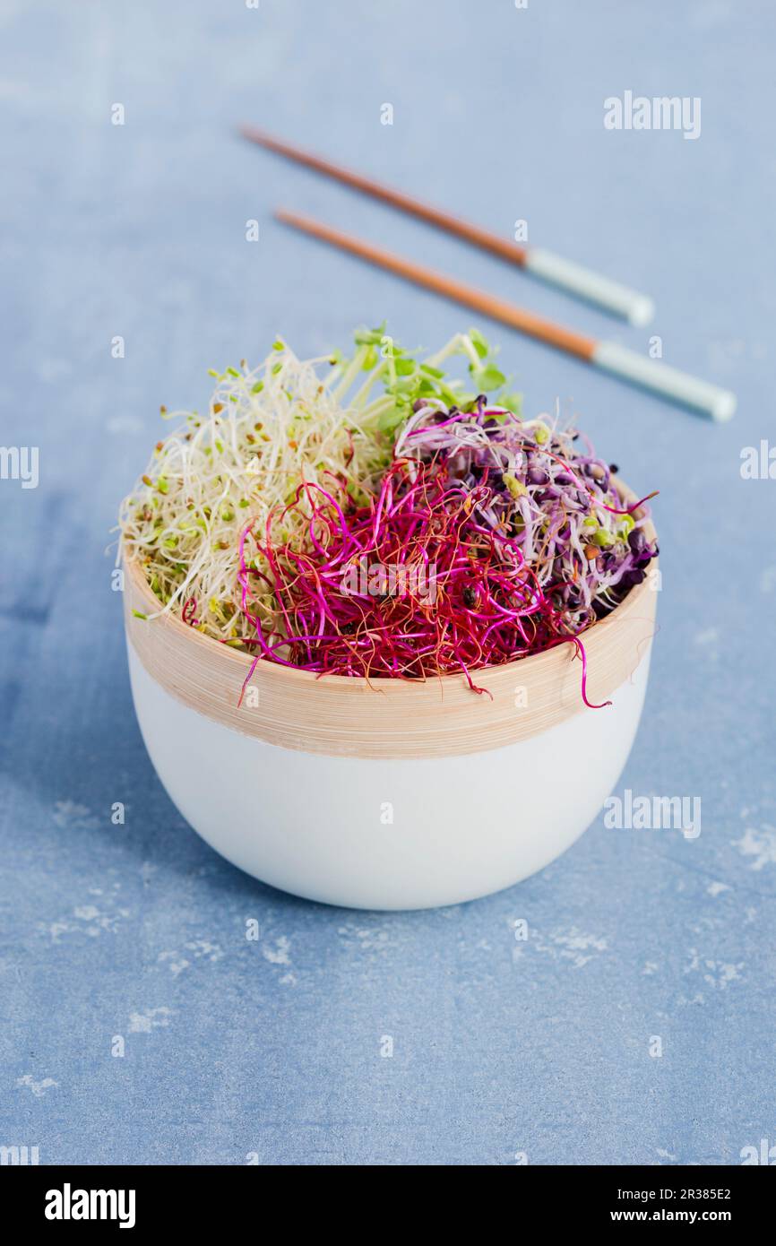 Insalata di germogli in un recipiente alto Foto Stock