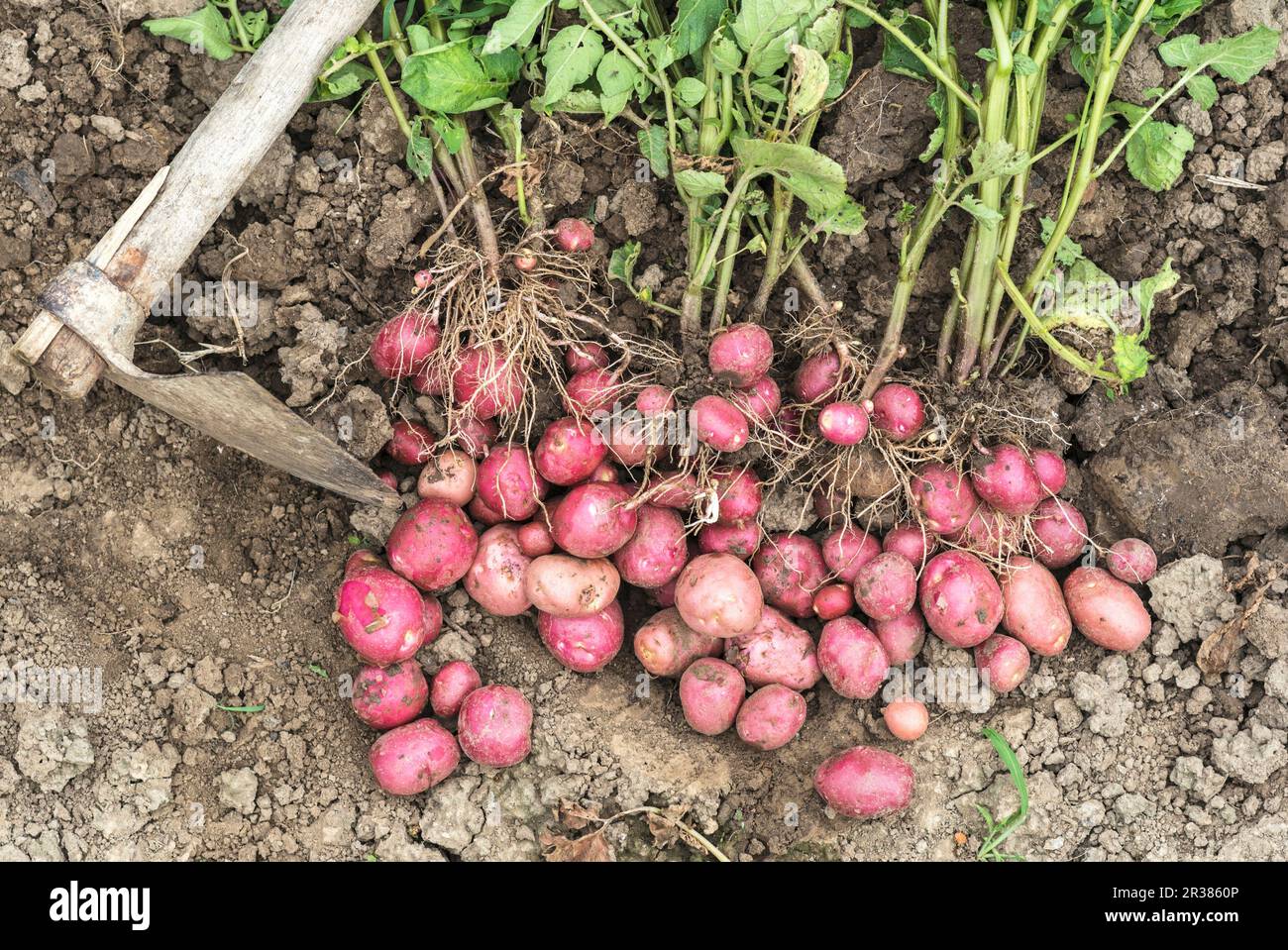 Organico fresco giovane patate rosse sul campo Foto Stock