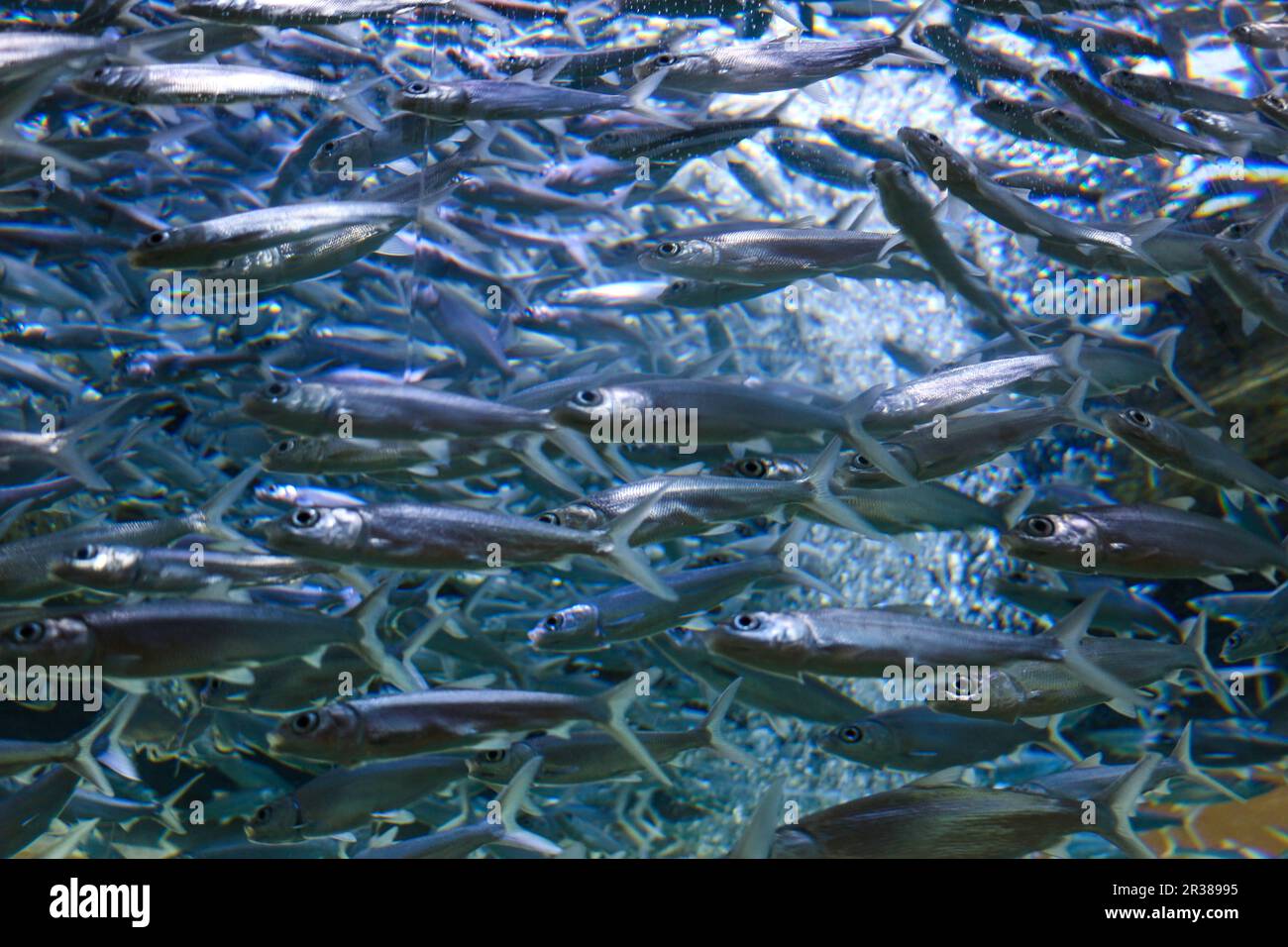 Pesci di acquario Foto Stock