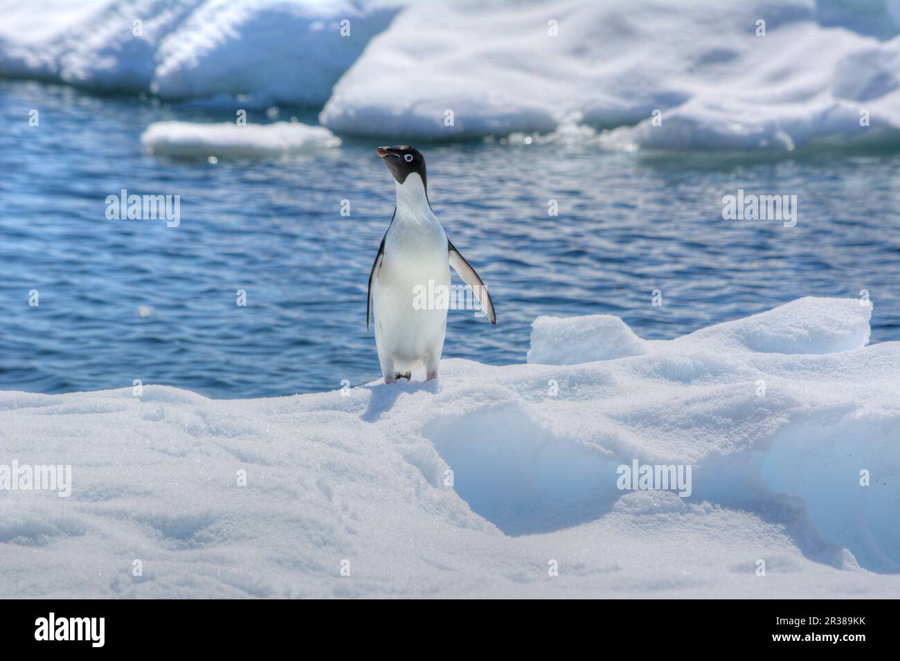 Pinguini Adélie sull'iceberg in Antartide Foto Stock