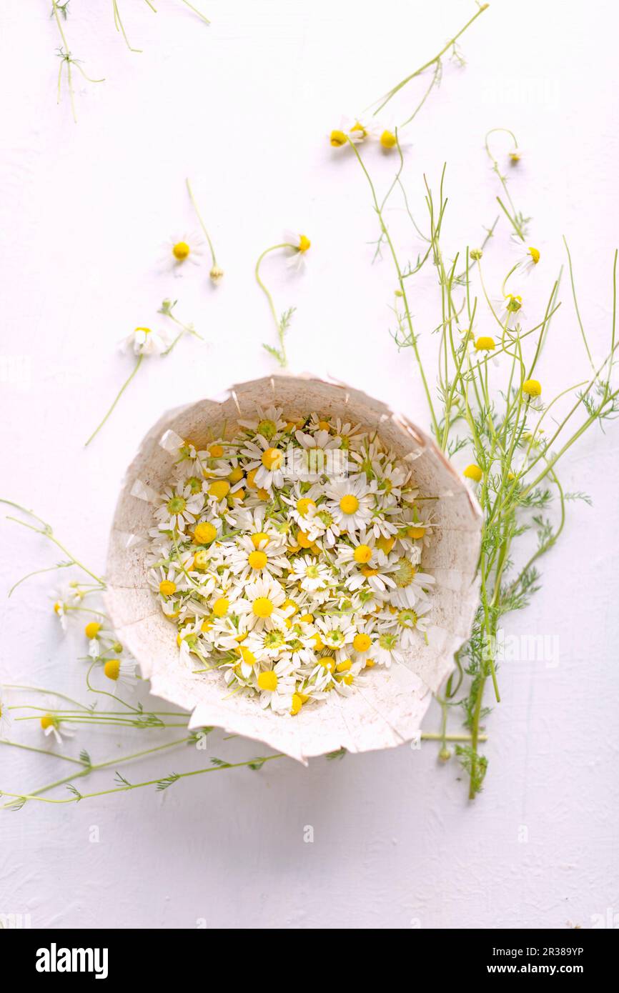Fiori di camomilla fresca in una ciotola di cartone Foto Stock