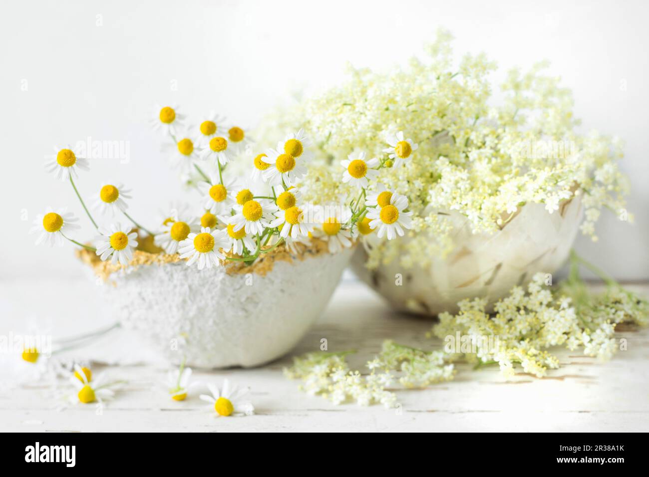 Fiori di Elderflowers e fiori di camomilla fresca in papier-mâché ciotole Foto Stock