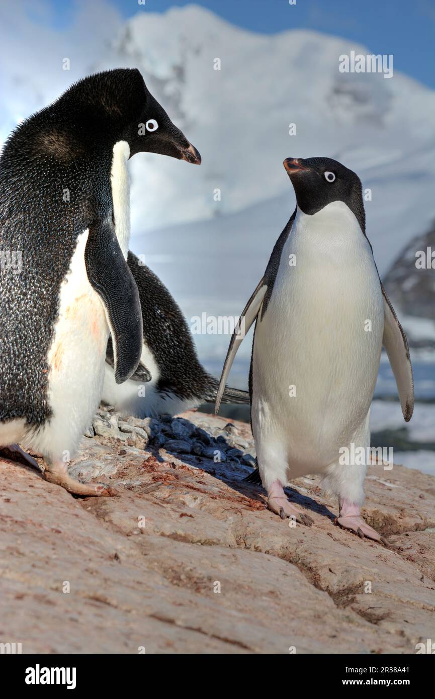 Pinguini Adélie nel loro habitat naturale in Antartide Foto Stock