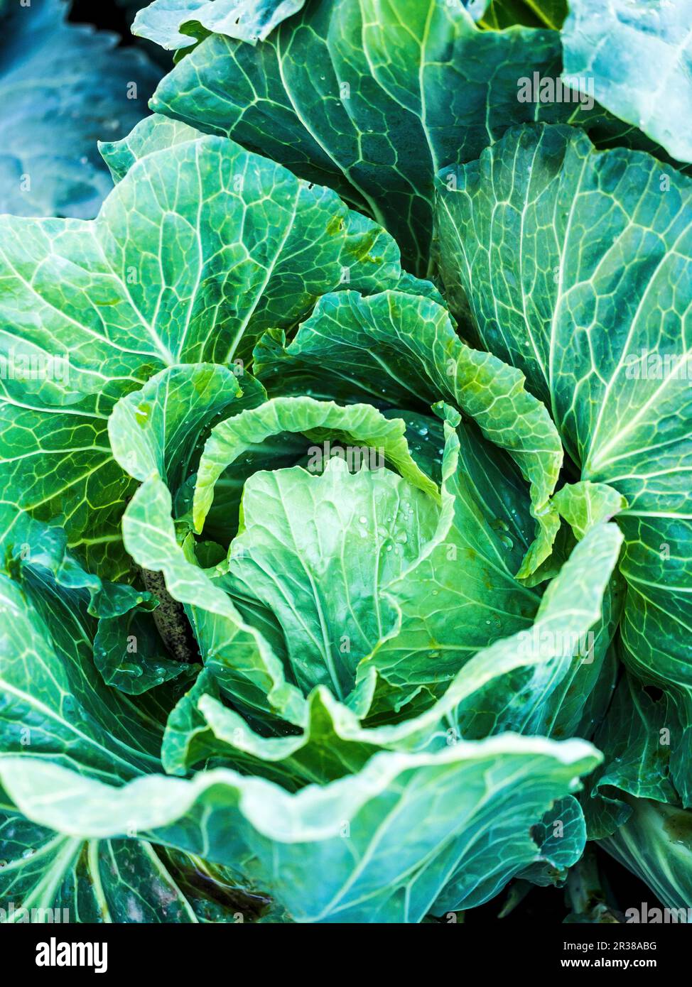 Savoy cavoli in campo Foto Stock