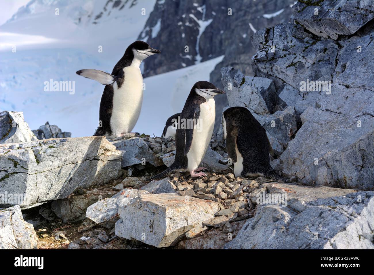 I pinguini della cinta schiudono le uova sui nidi e sollevano i pulcini in Antartide. Foto Stock