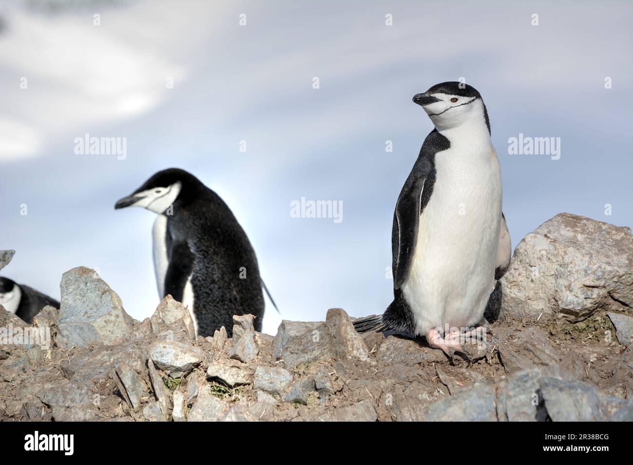 Pinguini di cinta nel loro habitat naturale in Antartide Foto Stock