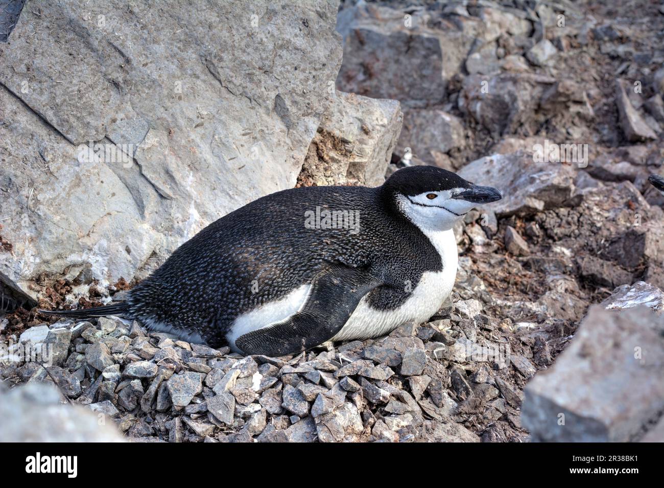 I pinguini della cinta schiudono le uova sui nidi e sollevano i pulcini in Antartide. Foto Stock