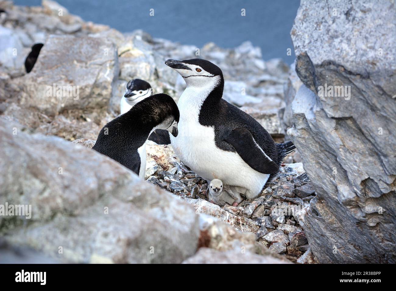 I pinguini della cinta schiudono le uova sui nidi e sollevano i pulcini in Antartide. Foto Stock