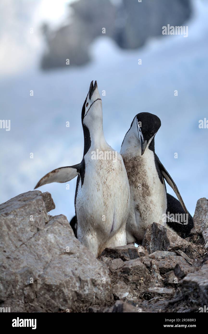 I pinguini della cinta schiudono le uova sui nidi e sollevano i pulcini in Antartide. Foto Stock