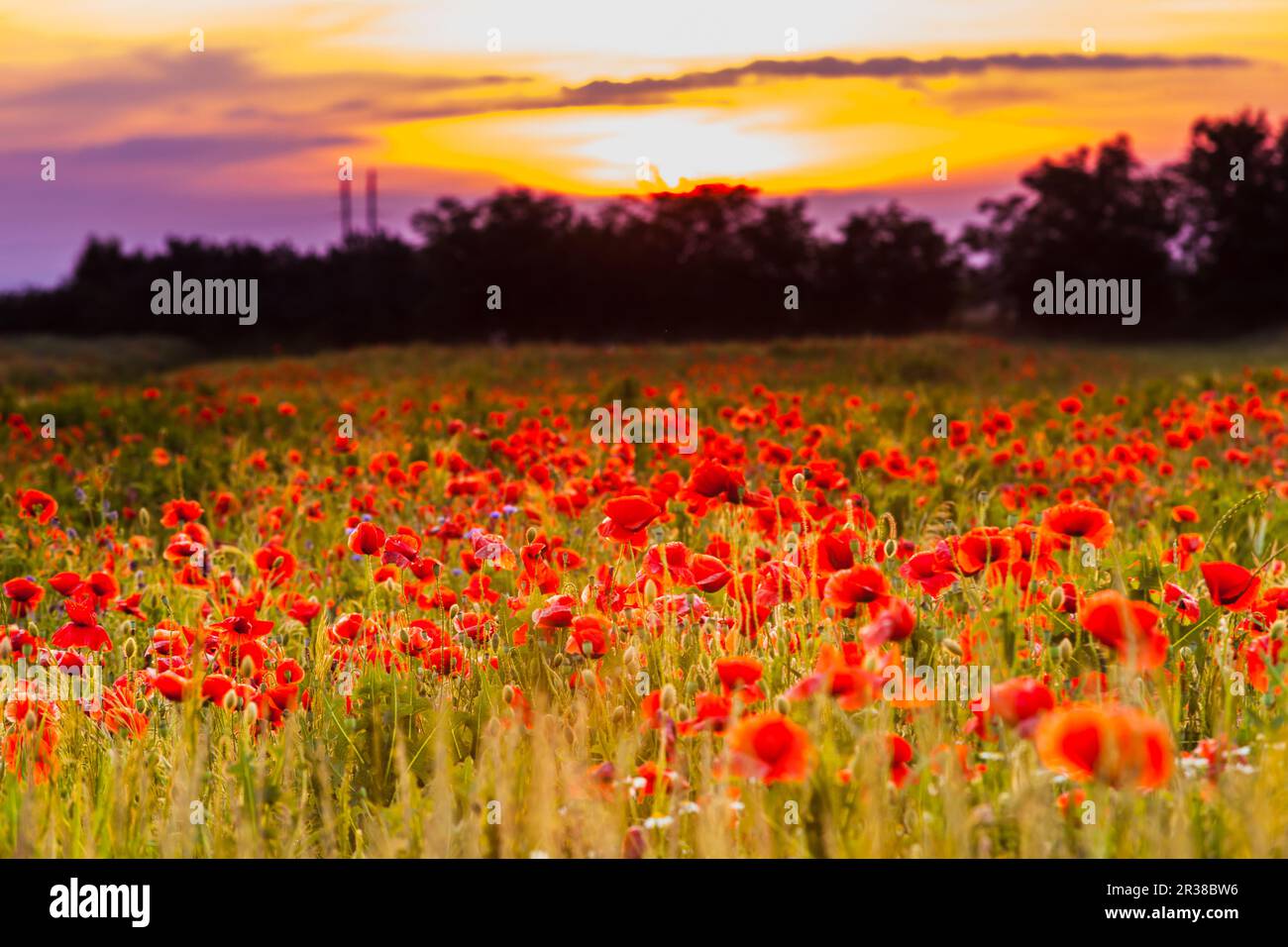 I campi di papavero sul tramonto Foto Stock