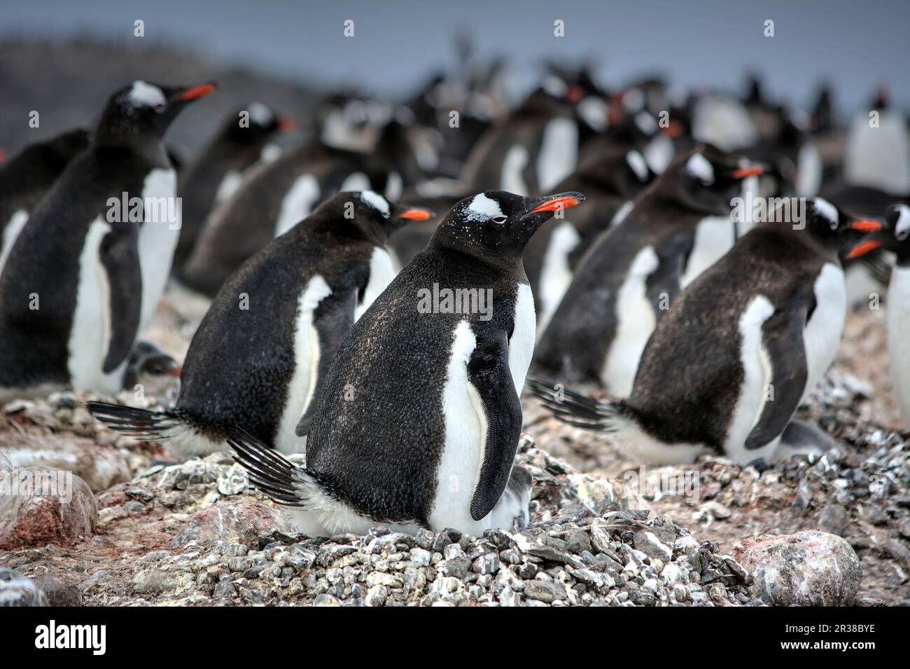 Colonie di pinguini Gentoo durante la stagione di allevamento in Antartide Foto Stock