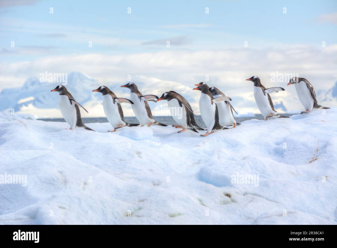 Un gregge di pinguini corrono su un iceberg in Antartide. Foto Stock