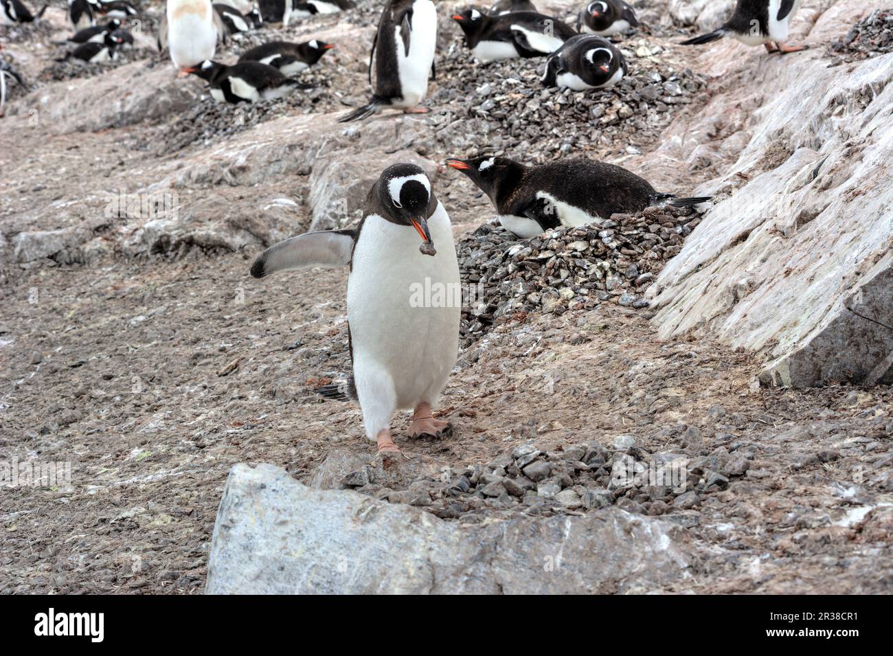 Pinguini Gentoo su un iceberg nel loro habitat naturale in Antartide Foto Stock