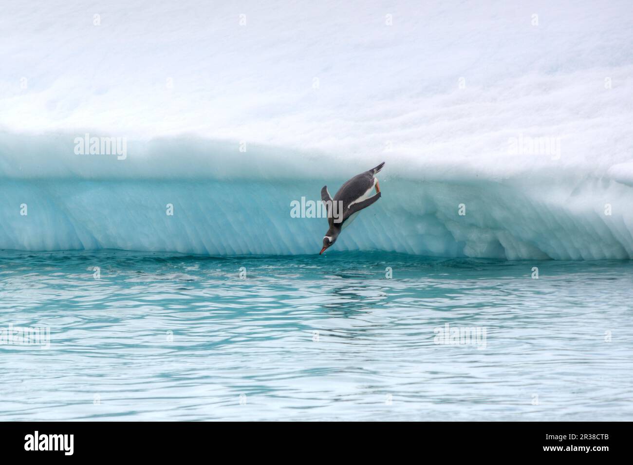 Pinguini Gentoo su un iceberg nel loro habitat naturale in Antartide Foto Stock