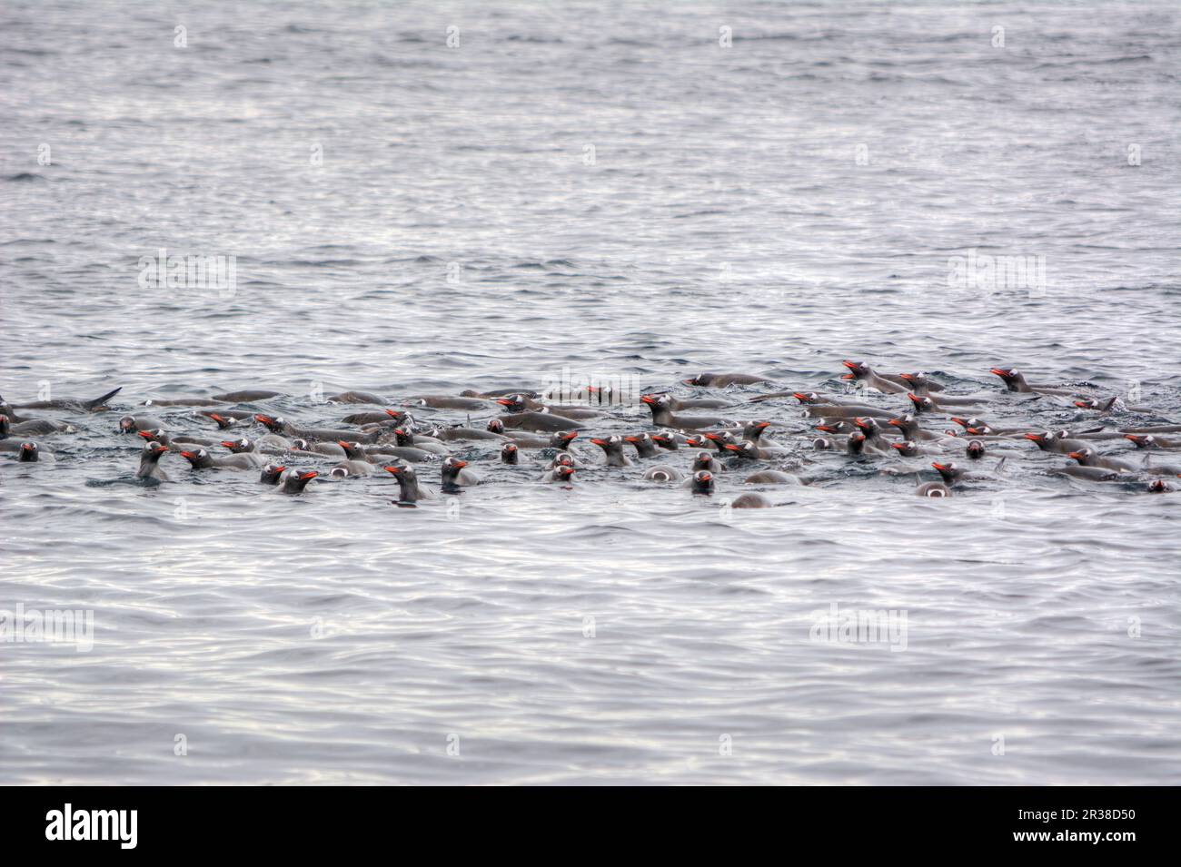 Un gregge di pinguini nuota sulla superficie dell'acqua in Antartide Foto Stock