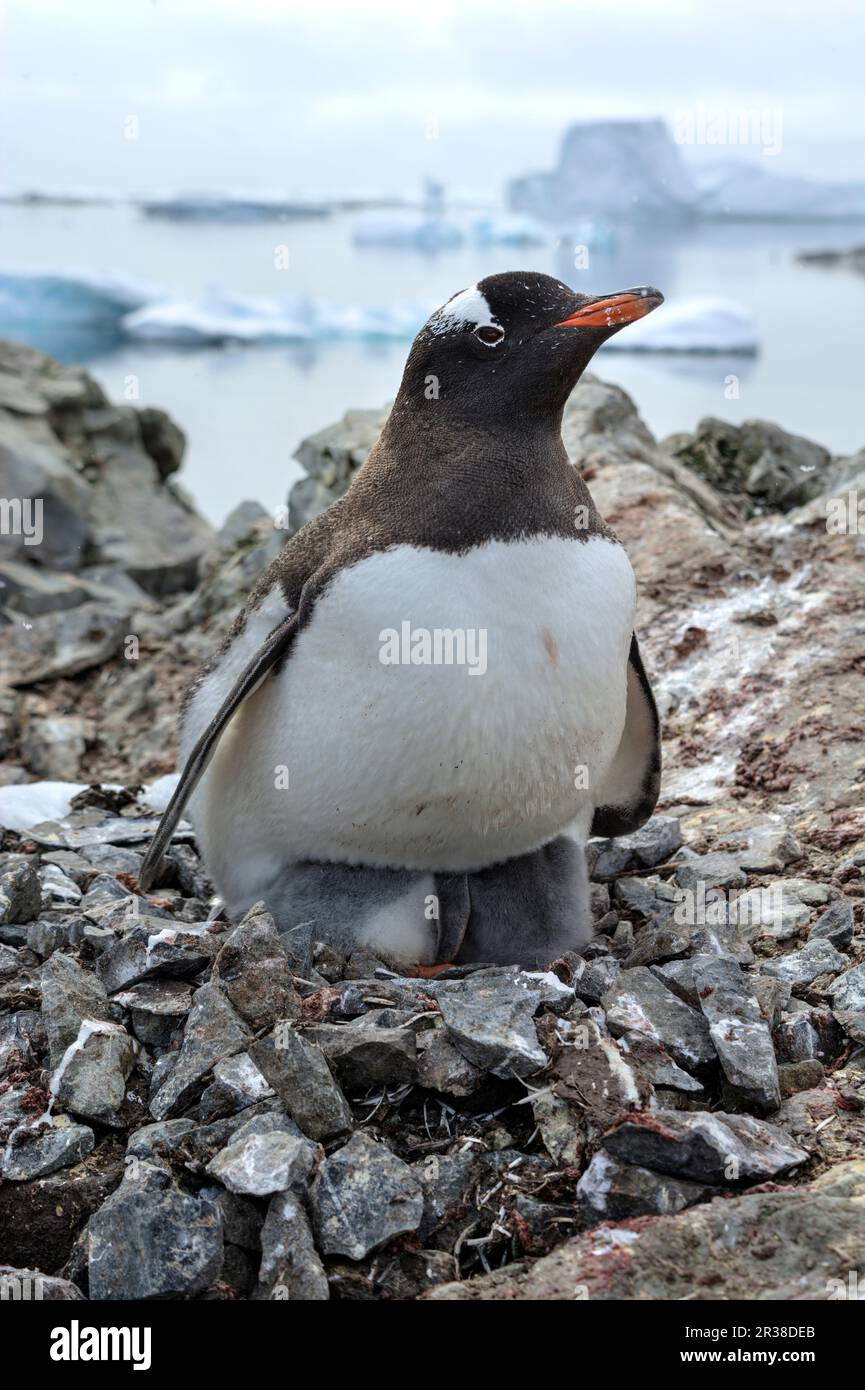 Colonie di pinguini Gentoo durante la stagione di allevamento in Antartide Foto Stock