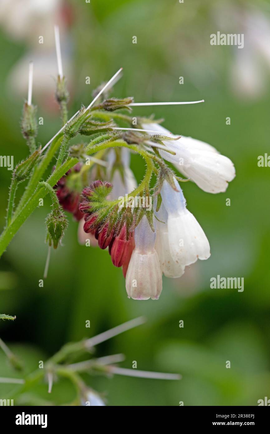 Fiori comuni o veri e propri, Symphytum officinale. Primo piano immagine macro Foto Stock