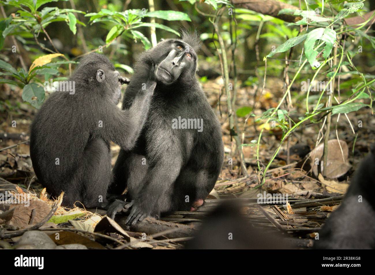 Un individuo del macaco nero-crested di Sulawesi (nigra di Macaca) sta essendo governato da un altro individuo nella foresta di Tangkoko, Sulawesi del nord, Indonesia. Almeno dal 1997, gli scienziati stanno esaminando i possibili effetti del cambiamento climatico sui primati del mondo, con i risultati che sta presumibilmente cambiando i loro comportamenti, le loro attività, i cicli riproduttivi, la disponibilità di cibo e la gamma di foraggio. Foto Stock
