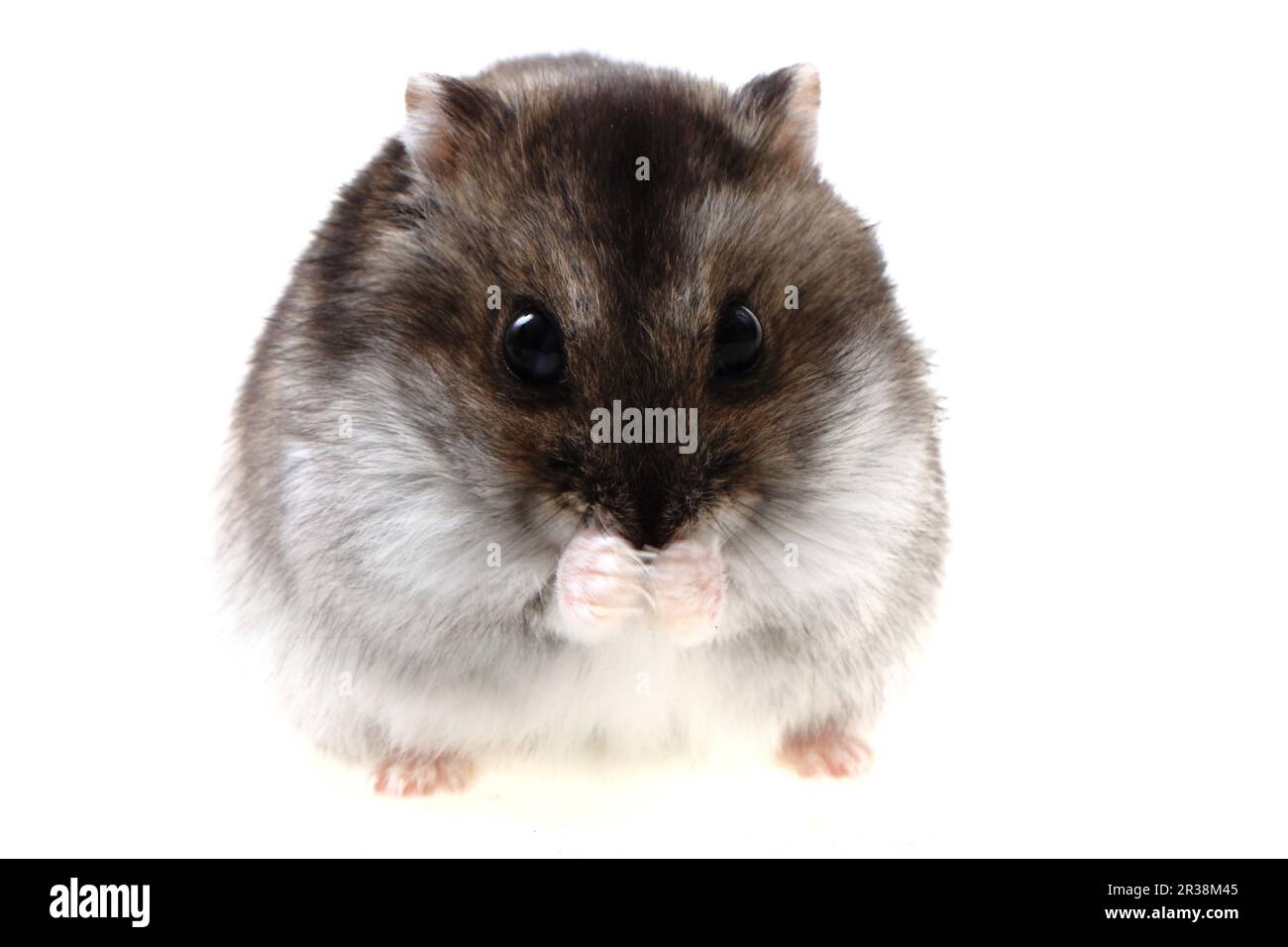 criceto dzungariano isolato su sfondo bianco Foto Stock