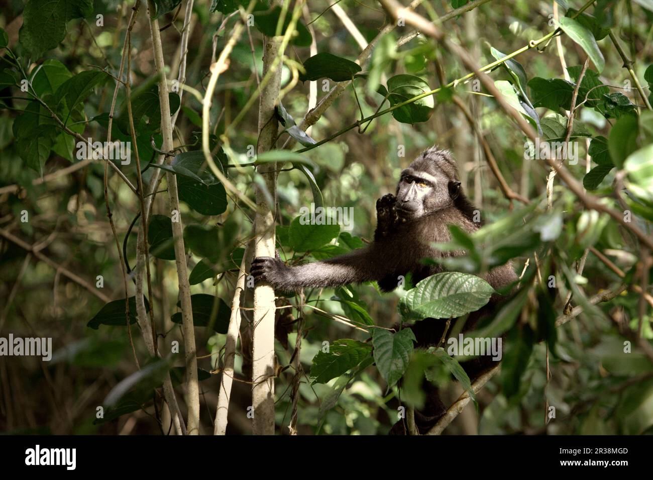 Ritratto ambientale di un macaco sulawesi con crestata nera (Macaca nigra) come si sta foraging su un albero nella Riserva Naturale di Tangkoko, Sulawesi Nord, Indonesia. L'impatto del cambiamento climatico sulle specie endemiche può essere visto sul cambiamento del comportamento e della disponibilità alimentare, che influenzano il loro tasso di sopravvivenza. "Come gli esseri umani, i primati si surriscaldano e si disidratano con attività fisica continuata in condizioni climatiche estremamente calde", secondo uno scienziato, Brogan M. Stewart, nel suo rapporto pubblicato nel 2021 sulla conversazione. Foto Stock