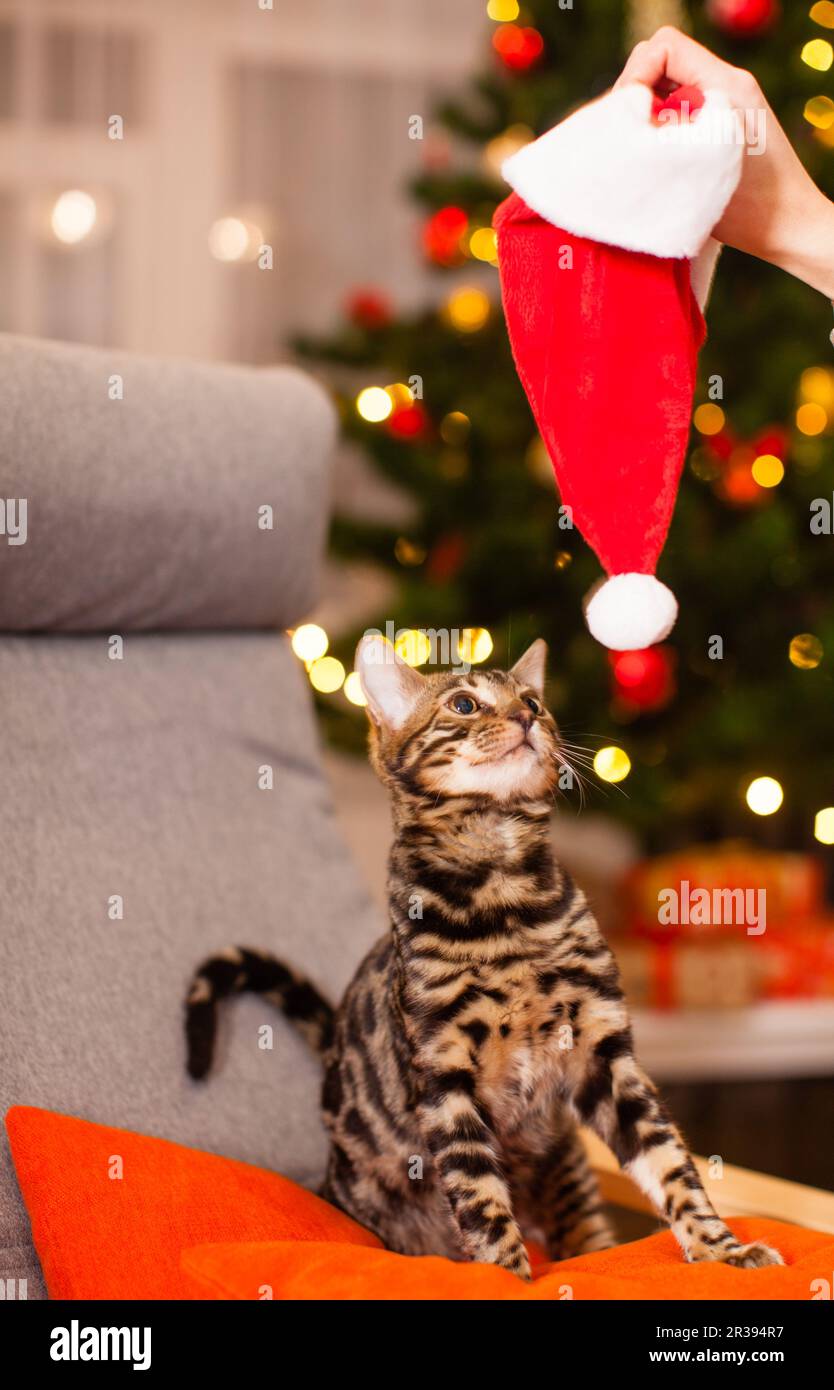 Gatto in un cappello di Natale Foto stock - Alamy