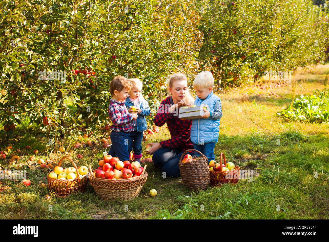 Insegnante con i bambini in età prescolare nel giardino di Apple Foto Stock