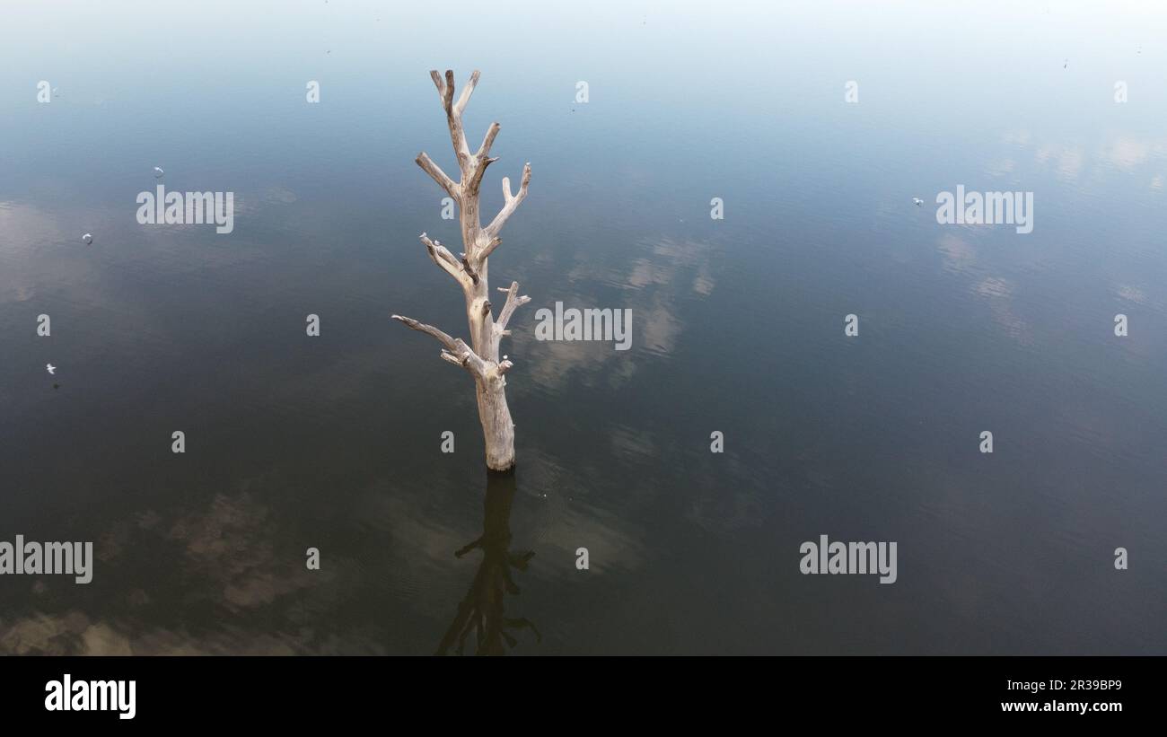 Il serbatoio di nove mlyny e il rimanente albero solitario nell'area allagata, Palava, Repubblica Ceca, Europa, panorama aereo invernale Foto Stock