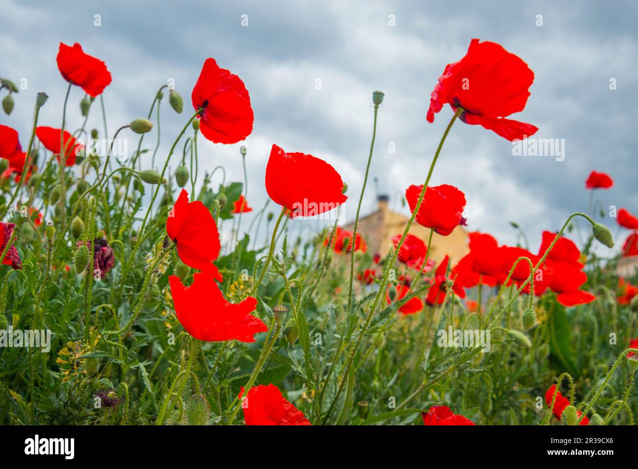 Fiori del papavero. Foto Stock