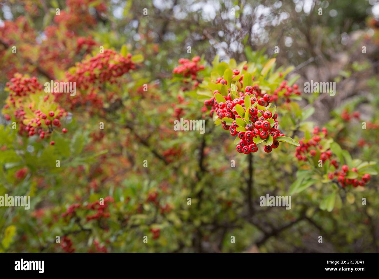 Bacche di crusco (Pyracantha) Foto Stock