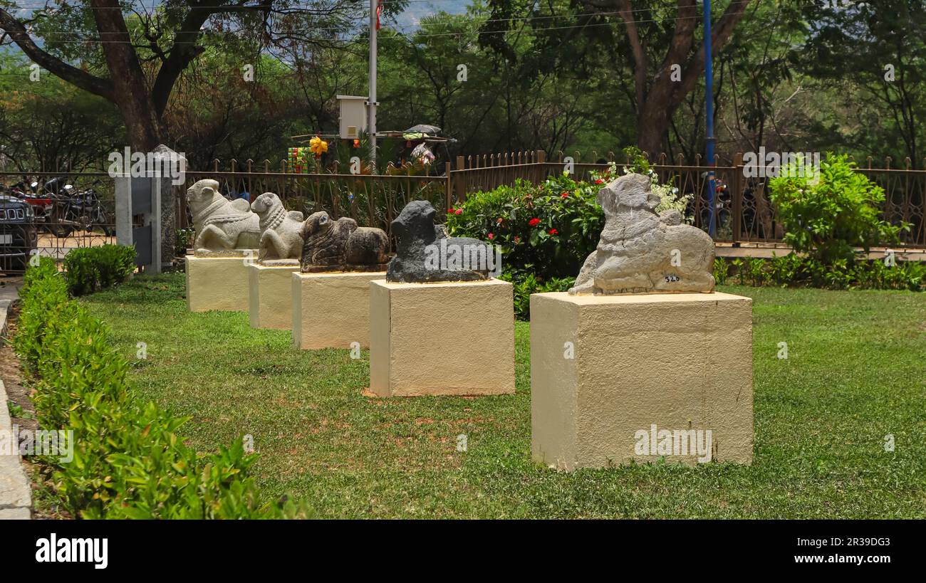 Statue di diverse dimensioni di Nandi nel Campus di Chandragiri Fort, Tirupati, Andhra Pradesh, India. Foto Stock