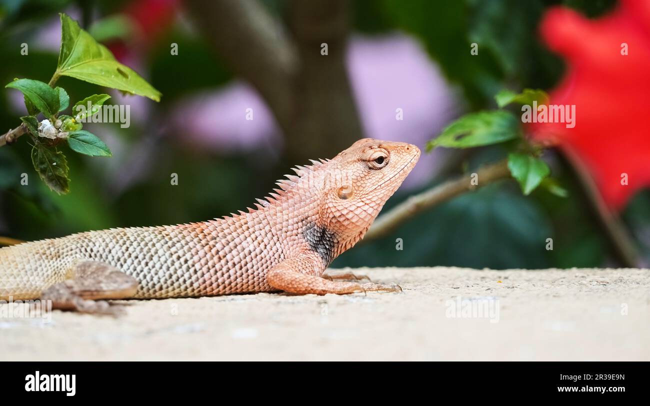 Oriental Garden Lizard closeup in sfondo colorato Foto Stock