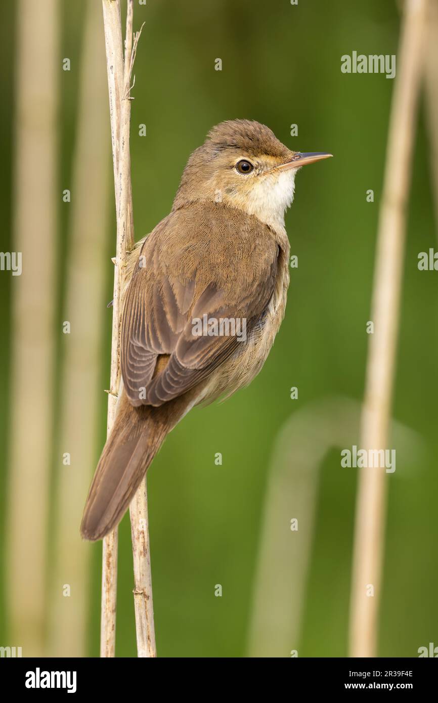 Reed Warbler in un vecchio letto di Reed Foto Stock