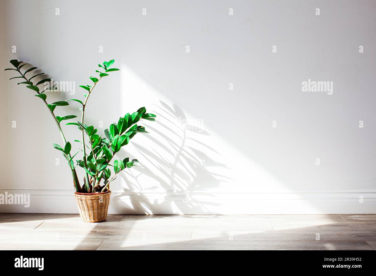 Ombra di verde cespuglio zamioculcas sul muro. Foto Stock